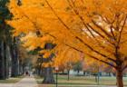 University Quad in the Fall