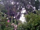 Trees in Antimony, Utah