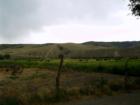 Cows in the field in Antimony, Utah