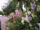 Hollyhocks along the road, Antimony, Utah