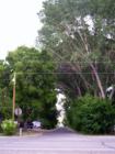 Lane lined with large trees, Antimony, Utah