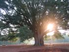 300 year old Oak tree, that the community is centered around!