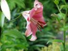 Lilly in a Bellingham garden