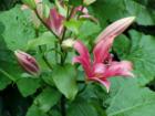 Lilly in a Bellingham garden