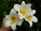 Lilly in a Bellingham garden