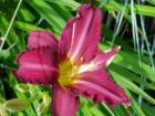 Daylilly in a Bellingham garden