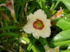 Daylilly in a Bellingham garden