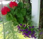 Broadway Park neighborhood, hanging basket