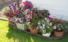 Potted plants, Broadway Park neighborhood home