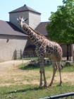 The Como Zoo is FREE for all and is a great place to take the kids during the summer. This is the "baby" giraffe.