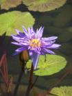 The Gardens at the Como Conservatory are beautiful.