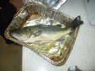 Ahh!! Just caught dinner!!
