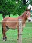Local observer along Route 340 in Lampeter...