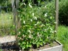 Pole beans in bloom, Bellingham