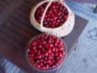 Fresh ripe cherries, Bellingham, Wa.