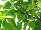 English Walnuts, Bellingham, Washington