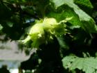 Filberts (Hazelnuts), Bellingham, Wa.