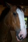 Merrimack -- Clydesdale -- "Judy"    Mother of Jackson  --  born 2007 -- Anheuser-Busch 
      (c) Joan Whitebook