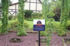 Merrimack  -- Hops garden at Anheuser Busch
      (c) Joan Whitebook