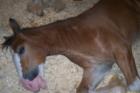 Merrimack - New colt -- "Jackson" Clydesdale
      Anheuser Busch 4 mos -- 400 lbs.
      (c) Joan Whitebook