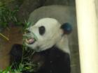 There are pandas at the Memphis zoo!