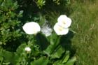 Calla lilies