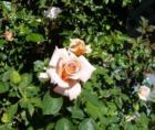 Cornwall Park neighborhood rose