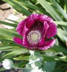 Purple poppy Cornwall Park neighborhood