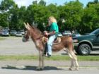 Not The Fastest But Dependable Transportation!