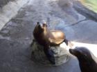 Sea the trained sea lions at Ocean World