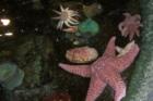 Tide pool at Ocean World, Crescent City, CA