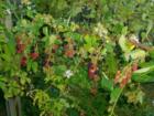 Ripe blackberries, Cornwall Park garden