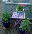 Deck decorations and plants, Cornwall Park neighborhood