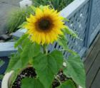 Summer in the City: Sunflower at a Cornwall Park neighborhood home