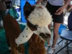 These beautiful animals are Alpacas.  They were also in the tents (and what a surprise!). 
      By Feng Shui Long Island, New York City