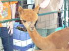 And the other Alpaca at Lincoln Center.  They travel in pairs.
      By Feng Shui Long Island, New York City