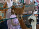 Alpacas are bred and raised for their fur which is non-allergic and very warm.
      By:  Feng Shui Long Island, New York City Consultant