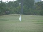 An egret takes a morning stroll on the recently closed Matanzas Woods Golf Course.