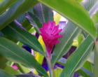 Bubblegum Pink Ginger!