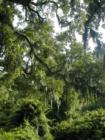 Spanish Moss in Live Oaks
