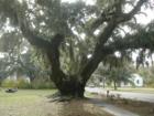 Local Landmark - Deerhead Oak - Live Oak over 1,000 years old