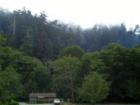 View of Redwoods from our campsite