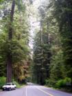 Road running through through the Redwoods