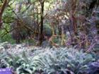 Close up of plant life among the Redwoods