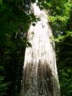 One of the biggest Redwood trees