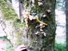A slug native to the Redwood area
