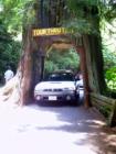 One of the drive-through trees in the Redwoods