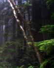Inside the Redwood forest