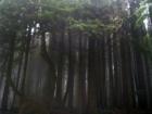 Inside the Redwood forest