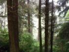 Inside the Redwood Forest